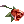 Rosa da Sedução